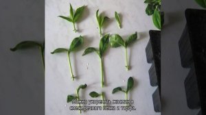 Как размножить жасмин черенками