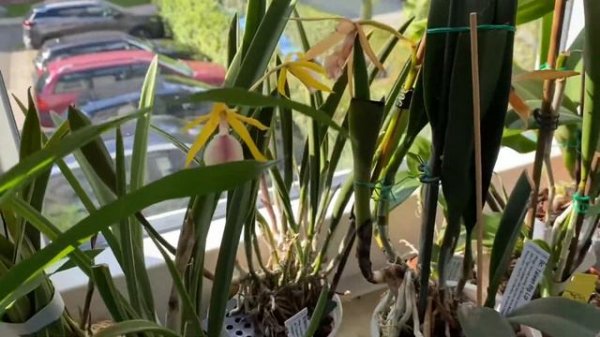 Расцвела Rlc. Village Chief North Green Genius