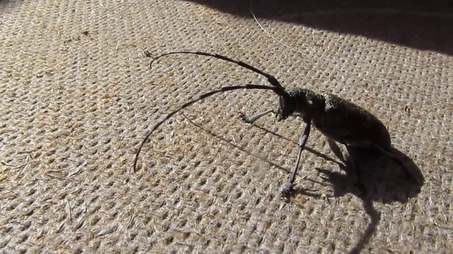 Смеющийся таракан. смотреть онлайн