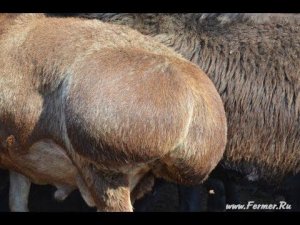 ООО Волгоград Эдильбай. Курдючный жир и баранина.