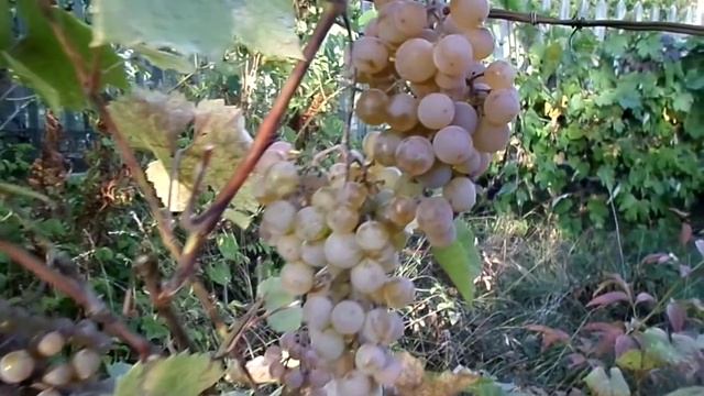 Виноград устойчивый не укрывной смотреть онлайн