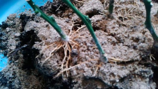 Черенки лимона после укоренения Пересадка на доращивание смотреть онлайн