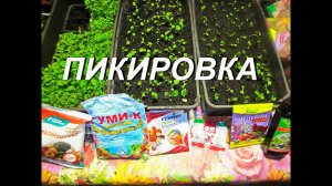 ПИКИРОВКА РАССАДЫ