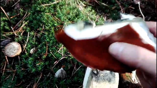 Генералиссимус Белый , Дембеля опята , и красавцы мароны )) ! смотреть онлайн