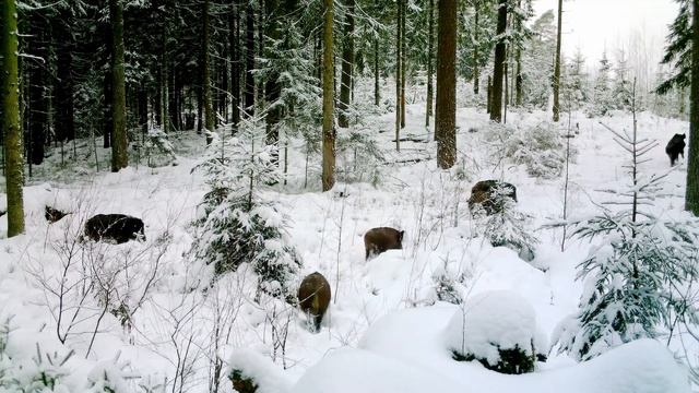 Звериными тропами (1 серия) смотреть онлайн