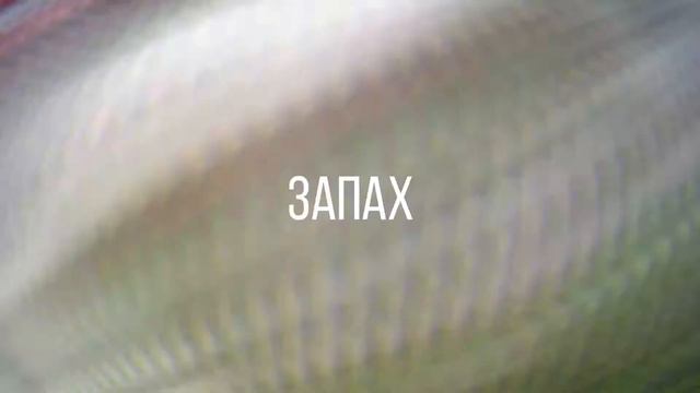 света дейдример| Lin Ansty - Пошлая Молли смотреть онлайн