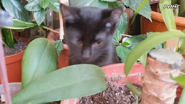 Как обеспечить безопасность кошки в доме ("Человек животным друг") смотреть онлайн