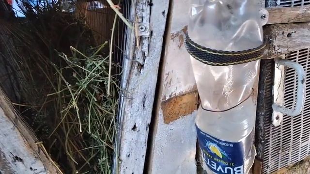 Что делать крольчиха давит крольчат. смотреть онлайн