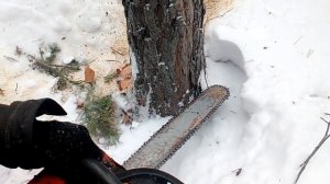 Правильный валочный запил дерева для  валки Как правильно валить деревья бензопилой? Видео с вахты