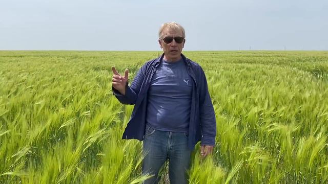 Озимый ячмень | Наблюдаем смотреть онлайн