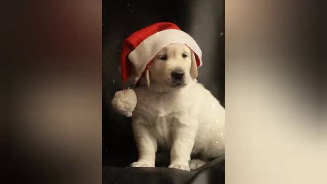 DECK THE SASSY HALLS DJ SASS MIX смотреть онлайн