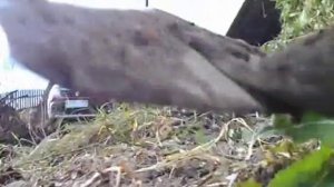 Плоскорез,пропольник травы своим руками.сделать,из старой пилы.