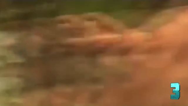 5 СЛУЧАЕВ ЖЕСТИ НА ОХОТЕ, СНЯТЫХ НА ВИДЕО / Жуткие и Страшные Моменты, Снятые на Охоте на Камеру смотреть онлайн