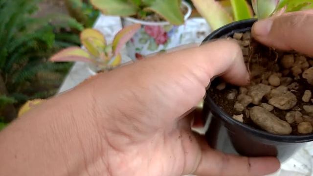 COMO REPRODUZIR SUCULENTAS POR FOLHAS - Aranto (Kalanchoe Laetivirens) e Kalanchoe Mortagei смотреть онлайн