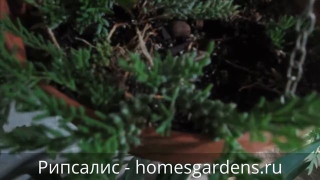 Эпифитный кактус рипсалис смотреть онлайн