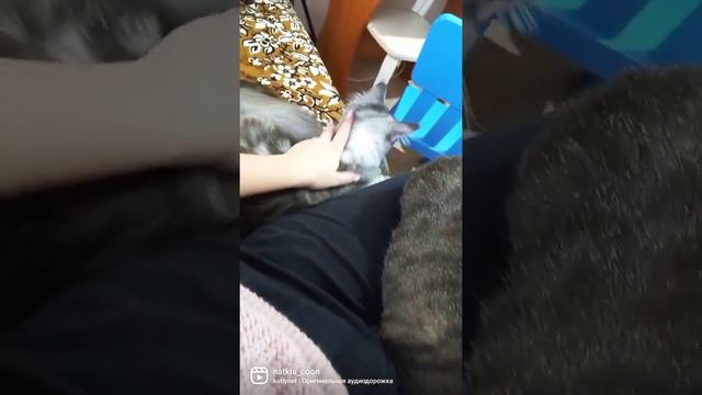 я пушистый пухлый кошарик целый день катаю я шарик , без кота и жизнь не та, замечательные коты смотреть онлайн