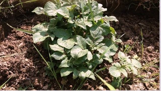 Китайский метод посадки картофеля обеспечивает невероятную урожайность в короткие сроки смотреть онлайн