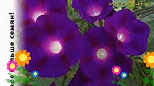 Ипомея (Ипомея Ночка). Краткий обзор: Ипомея описание характеристик, где купить семена ipomoea Ночк