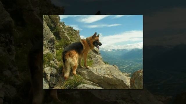 Самый богатый пёс в мире! Гюнтер IV — самая богатая собака, его состояния 250 млн. долларов! смотреть онлайн