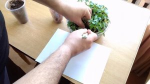 Правильная пикировка рассады перца в пластиковые стаканчики