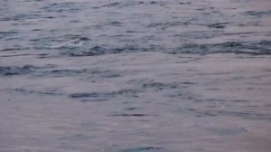 Карелия. Река Сегежа.   Ловля форели на кораблик