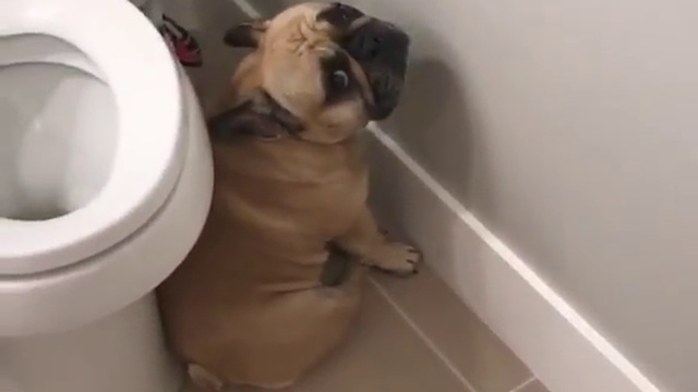 Виноватый бульдог смотреть онлайн