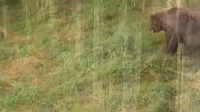 Большие медведи на реке смотреть онлайн