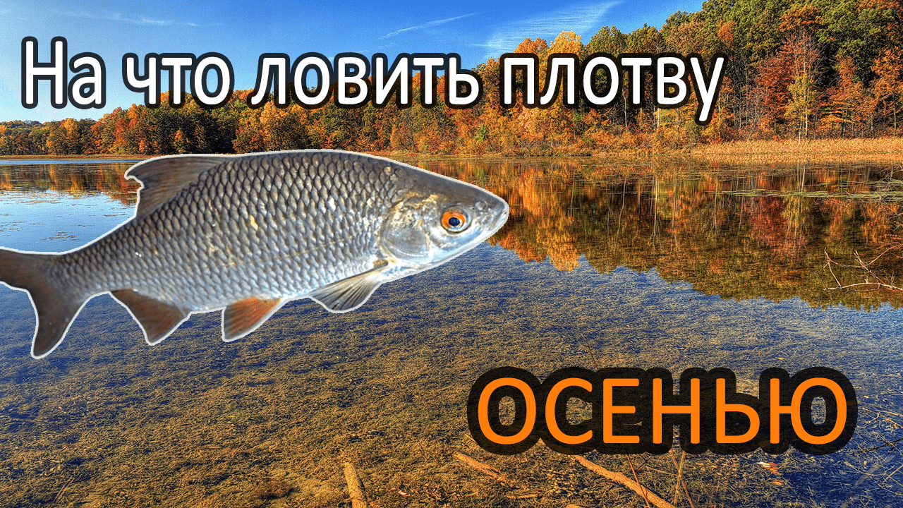 Ловля осенней плотвы / Снасти / прикормка / приманки смотреть онлайн