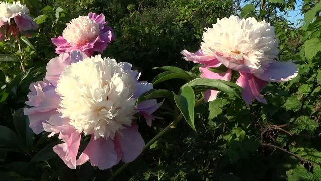 Пион КОРА СТАБС ? Paeonia CORA STUBBS: обзор, описание, цветение, отзыв смотреть онлайн