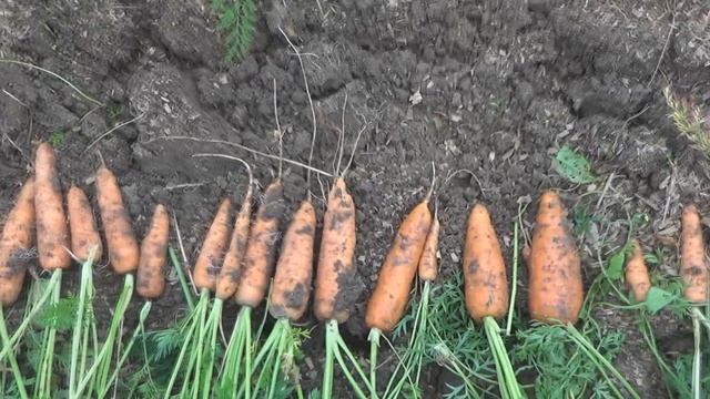 Результат июньского посева моркови. Все плюсы посева моркови в середине лета. смотреть онлайн
