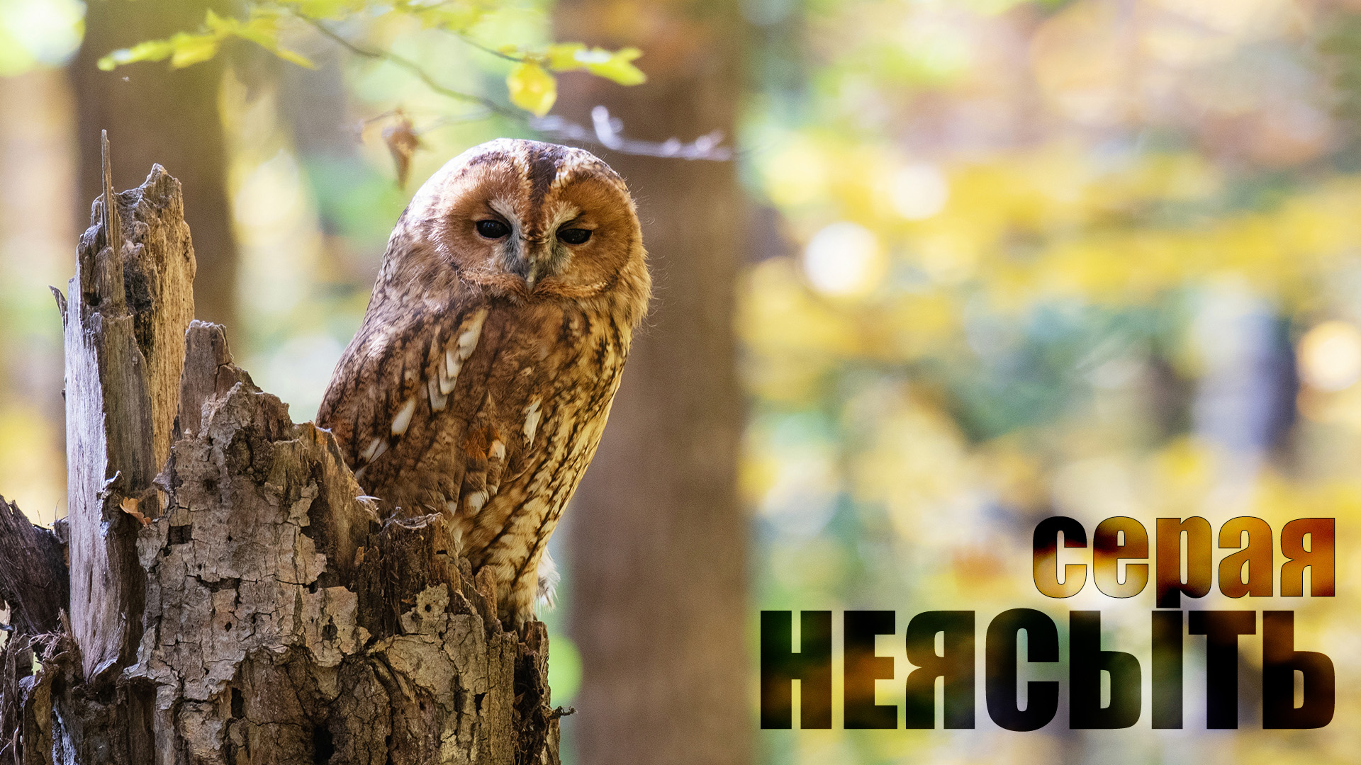 Серая неясыть. Сова с сюрпризом. смотреть онлайн