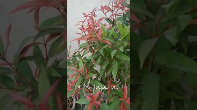 Syzygium Plant. #syzygium #syzygiumplants #ficus #waterplants #dailyplants #gogreen #plantslover смотреть онлайн