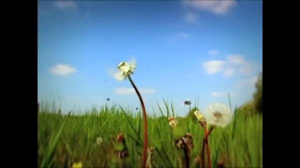 Minuscule - The Ladybug