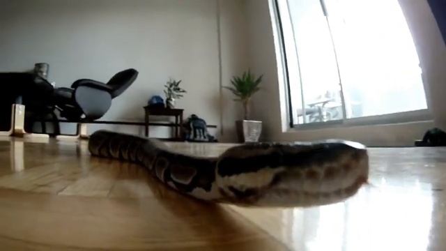 gopro ball python смотреть онлайн