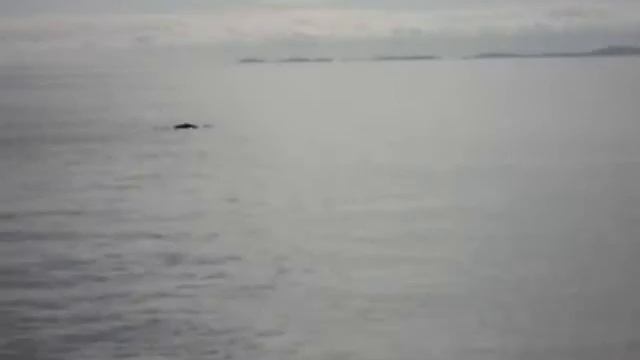 Белухи Белое море Соловки смотреть онлайн