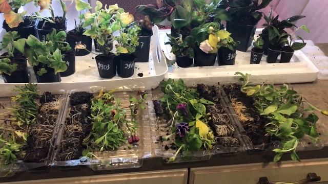 Черенки Цветов от Агрофирмы Виола. Вторая посылка смотреть онлайн