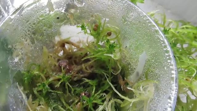 Семена ВАНДЫ// Часть 2. Детка сохнет во мхе смотреть онлайн