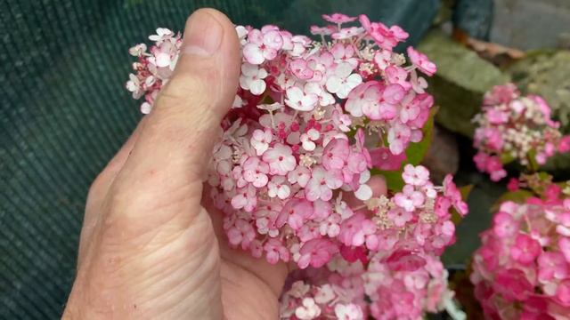 Гортензия метельчатая Самарская Лидия Hydrangea paniculata Samarskya Lydia Уникальный сорт по цвету смотреть онлайн