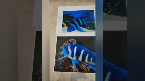 Учимся отличать морфы. Как купить фронтоз blue zair Moba и Каpampa