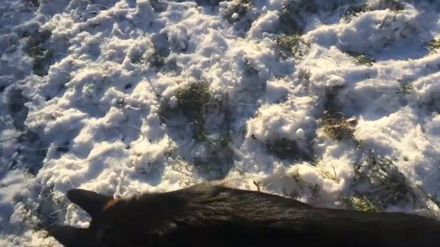 Собака на травке смотреть онлайн
