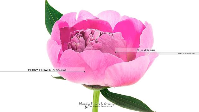 Pink Peony Flower Blooming смотреть онлайн