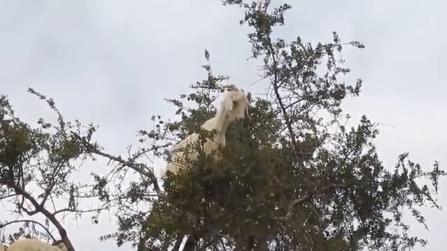 The unbelievable tree-climbing goats of Morocco смотреть онлайн