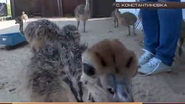 СТРАУСИНЫЕ ХЛОПОТЫ смотреть онлайн