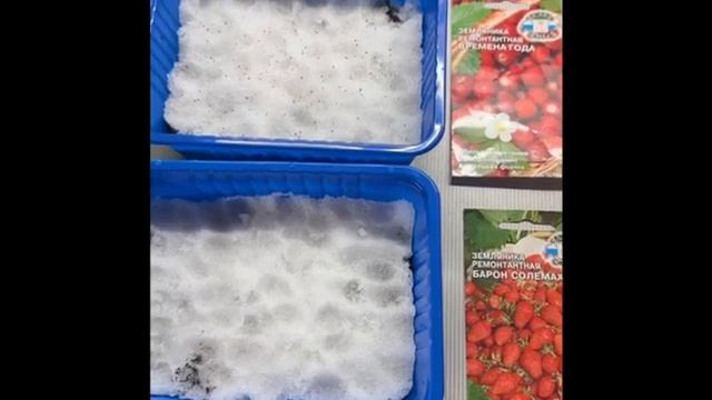 Сеем землянику на рассаду, на снег. смотреть онлайн
