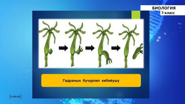 7 класс - Биология - №3 - Көп клеткалуулар смотреть онлайн