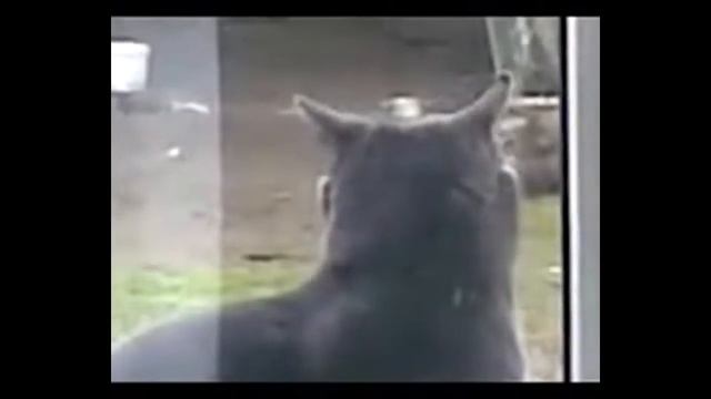 Прикол: Саня открой смотреть онлайн