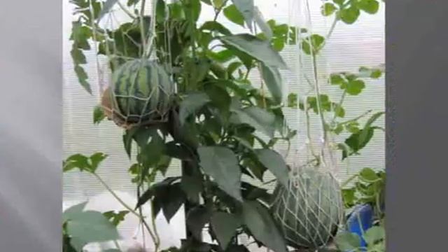 Выращивание арбузов и дынь смотреть онлайн