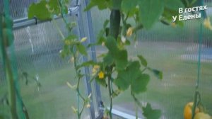 ОГУРЦЫ. КУРАЖ. ГАРАНТИРОВАННЫЙ СПОСОБ ВЫРАЩИВАНИЯ.