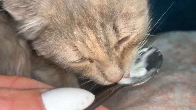 #Нателла Когда своими руками сделаешь и жить хорошо Хочет женщина плакать Пусть!!Коты простудилис смотреть онлайн