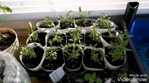 Сколько же я заработала на рассаде?